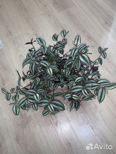 Традесканция