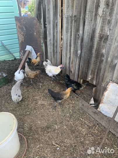 Молодки несушки и петухи Лакеданзи