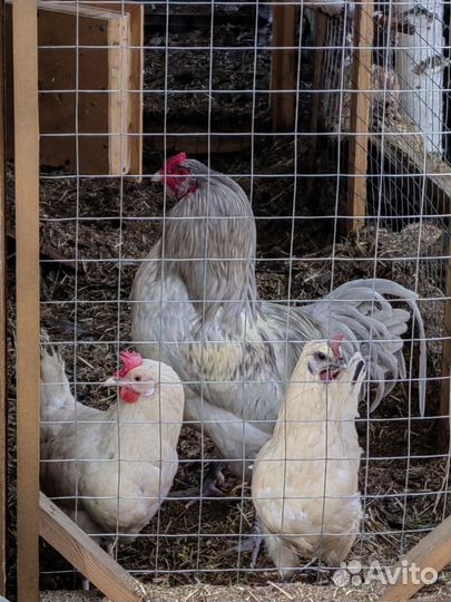 Инкубационное яйцо породистых кур