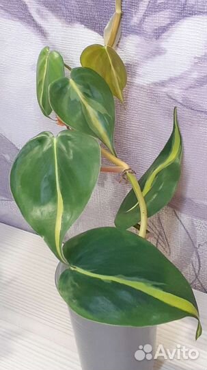 Филодендрон