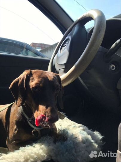 Такса для вязки