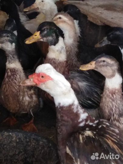 Инкубационное яйцо мексиканской мускусной утки