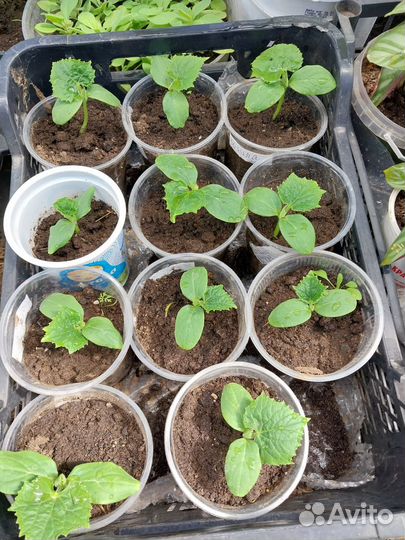 Рассада цветов