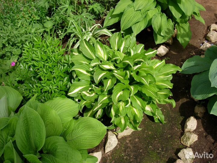 Садовые многолетние цветы 2