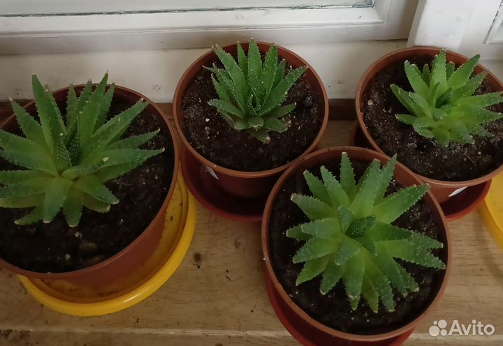 Суккуленты