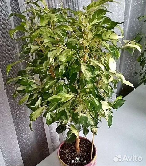 Фикус Керле и Али