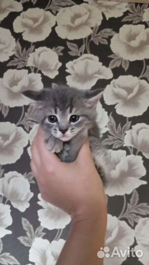 Шотландская вислоухая кошка бесплатно