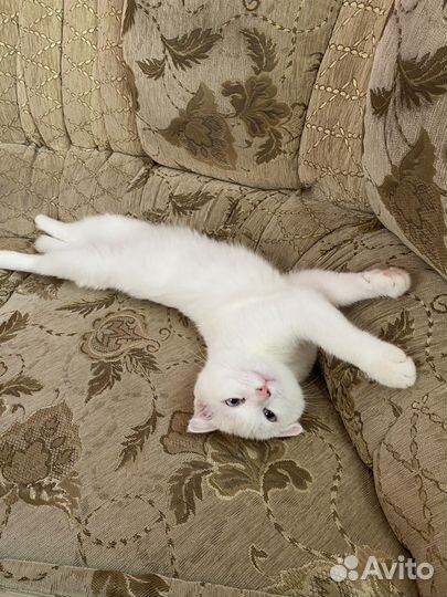 Шотландская вислоухая девочка на вязку