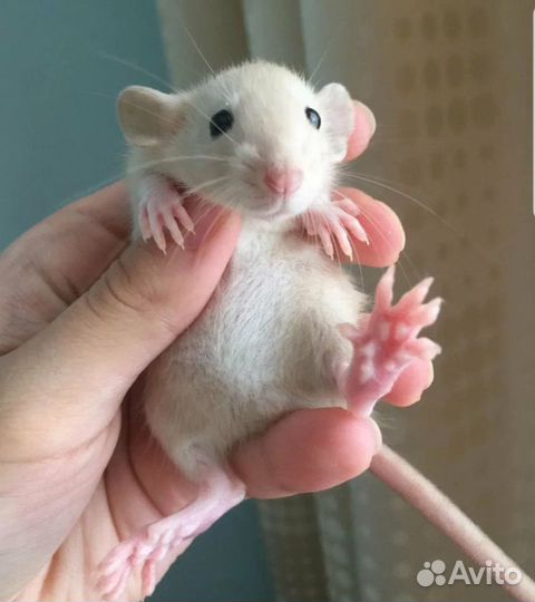 Декоративные крысята Дамбо