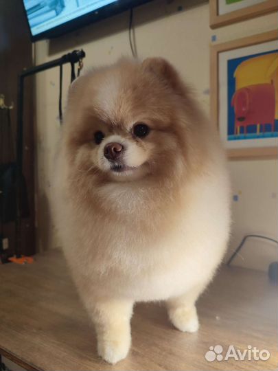 Стрижка собак