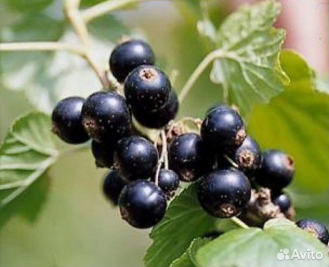 Саженцы черной и красной смородины в контейнере