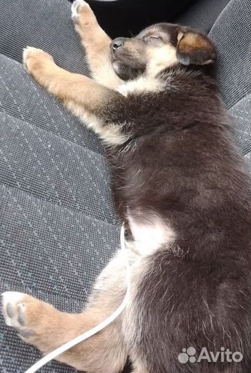 Немецкая овчарка