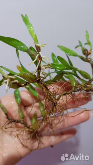 Орхидея Dinema Polybulbon