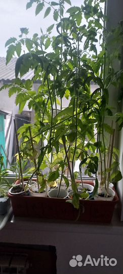 Помидоры домашние