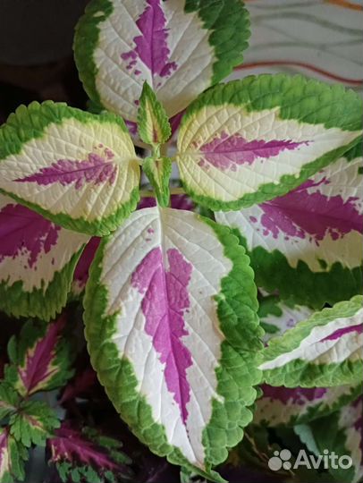 Колеусы из семян и вегетативные