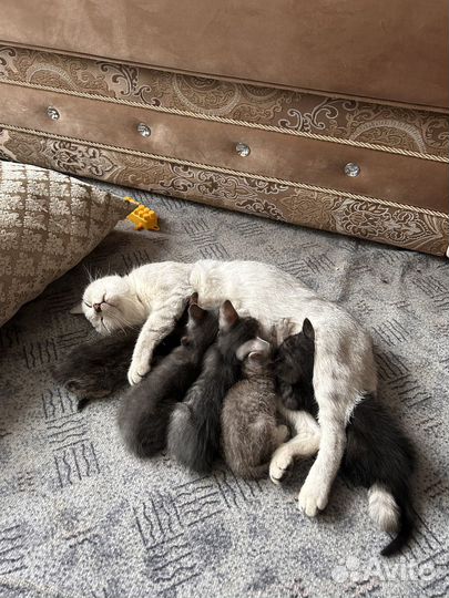 Британские котята