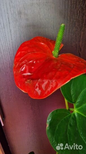 Антуриум Небраска, крупный сорт