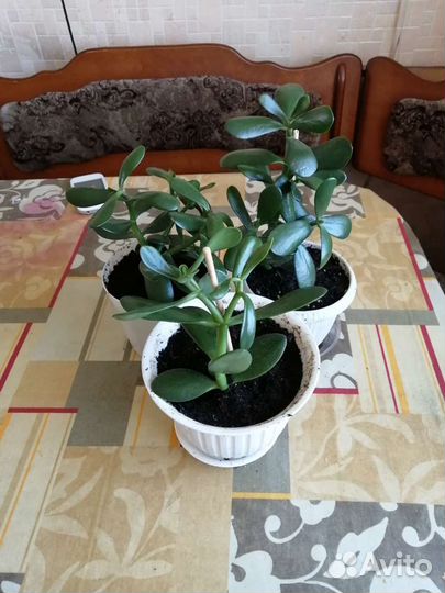 Толстянка Крассула