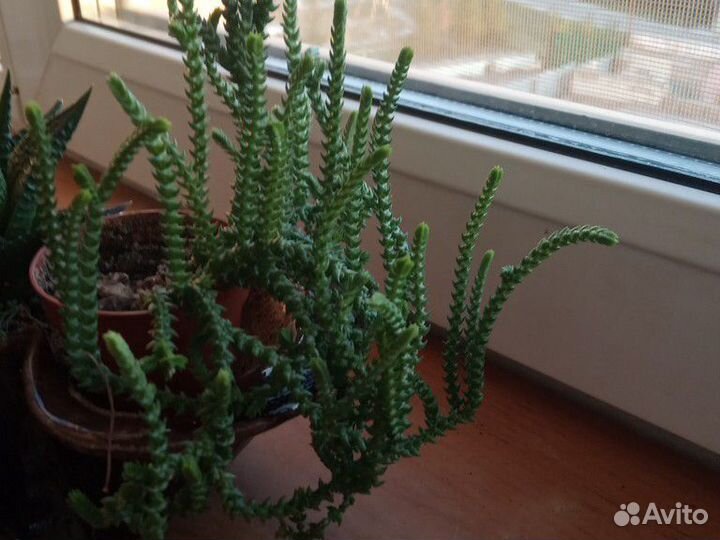 Суккуленты: крассулы, седумы и другие