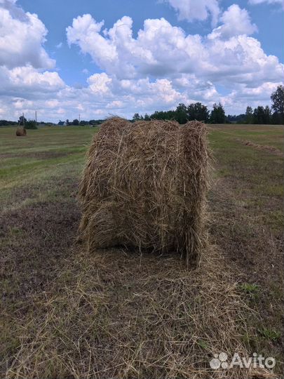 Продам сено в рулонах