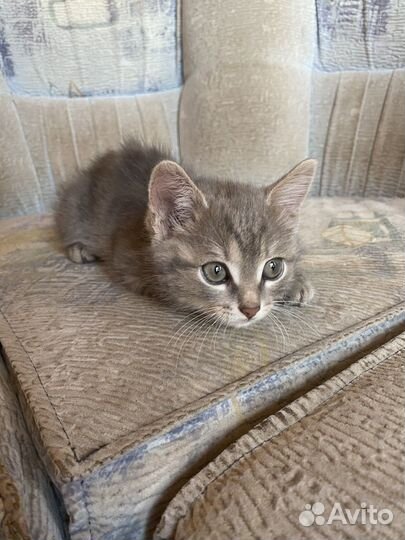 Котенок в дар