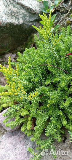 Очиток шестирядный