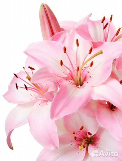 Букет ландышей, пионов, гладиолусов, хризантем