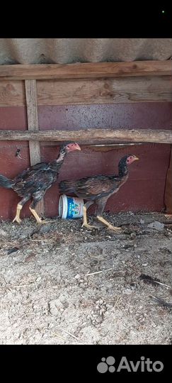 Бойцовые куры петухи