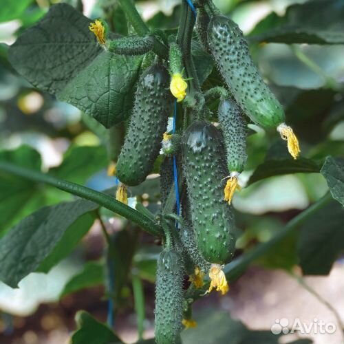 Семена огурцов Хорс