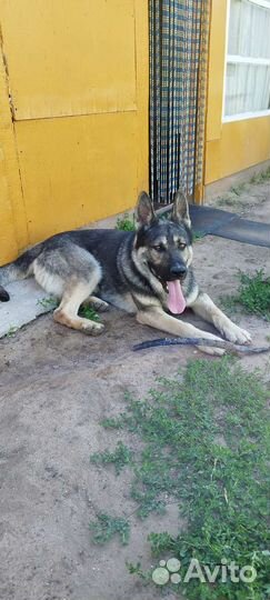 Вязка кобель вео