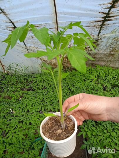 Рассада овощей