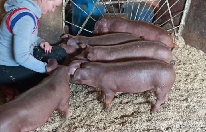 Продажа поросят Дюрок на Племя, Кантор