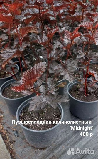 Пузыреплодник калинолистный