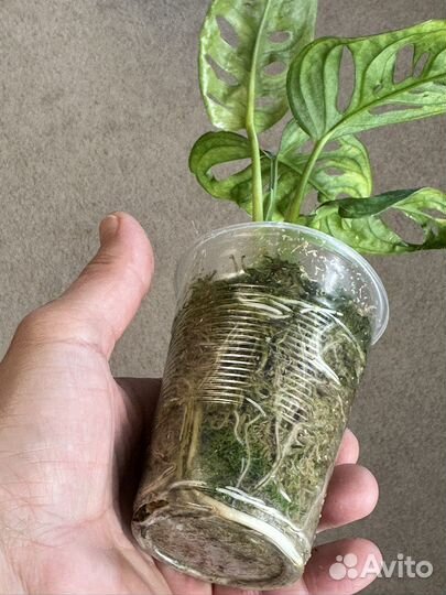 Монстера манки