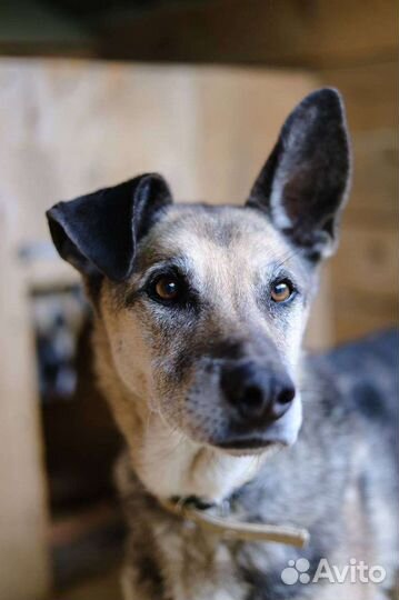 Собака в добрые руки из приюта