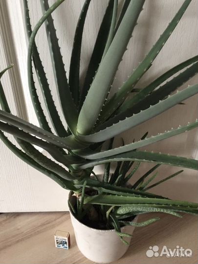 Алоэ на лечение