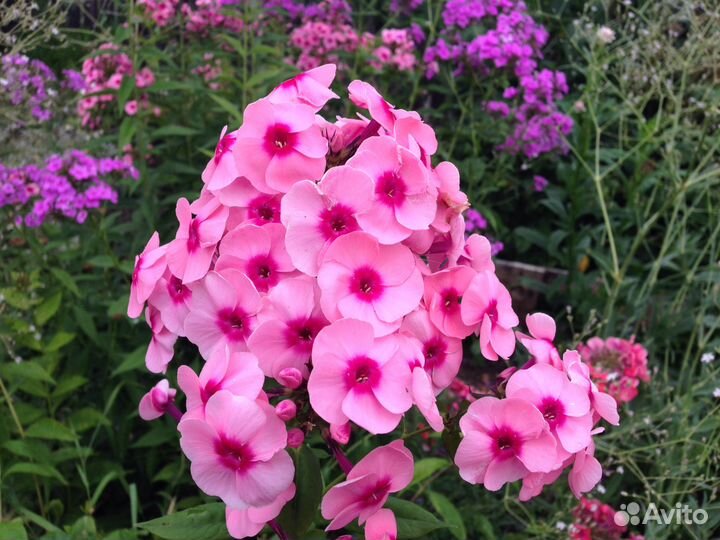 Флоксы (корни)