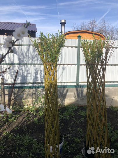 Плетеные деревья из ивы