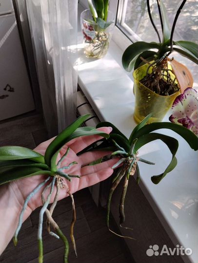 Детки орхидеи Вайолет квин