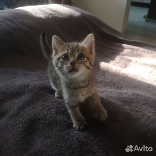 Отдам котенка в добрые руки