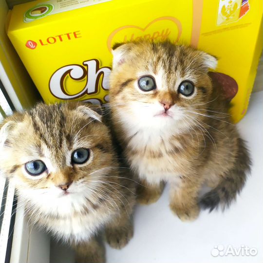 Золотые котятки