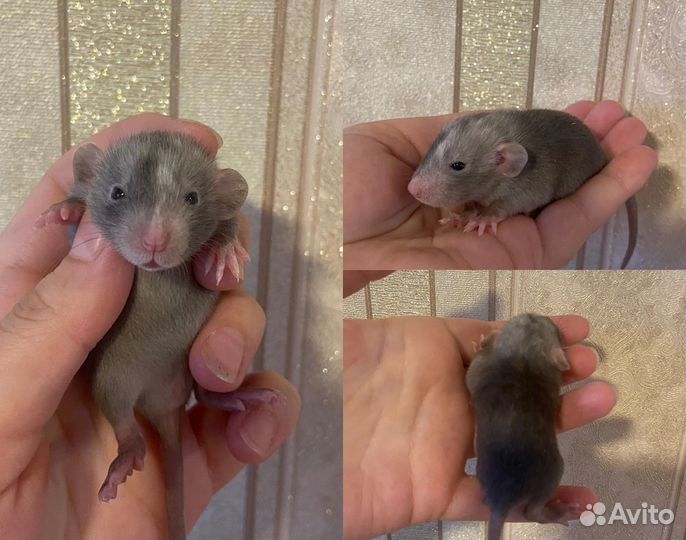 Крыса дамбо