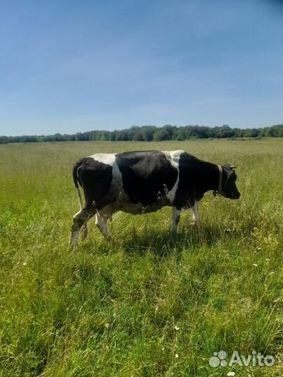 Корова 2.5 г