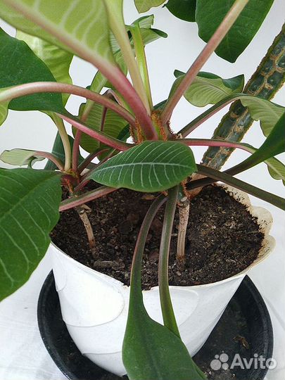 Молочай беложилковый 80 см