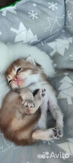 Шотландская кошка