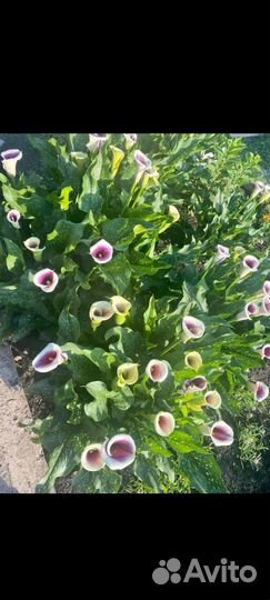 Цветы Калла. небольшие 180,крупные 200