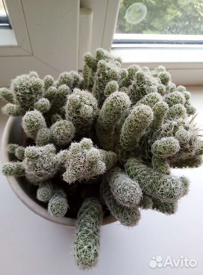 Кактус маммиллярия