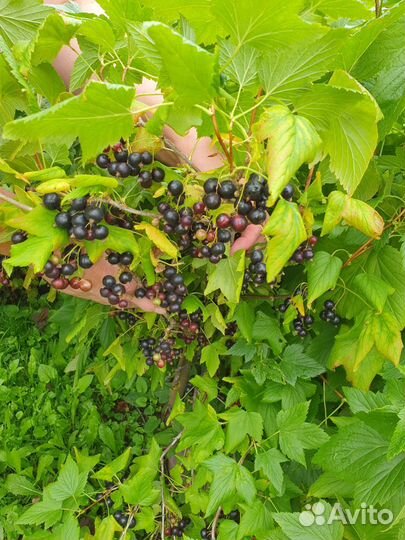 Черная смородина