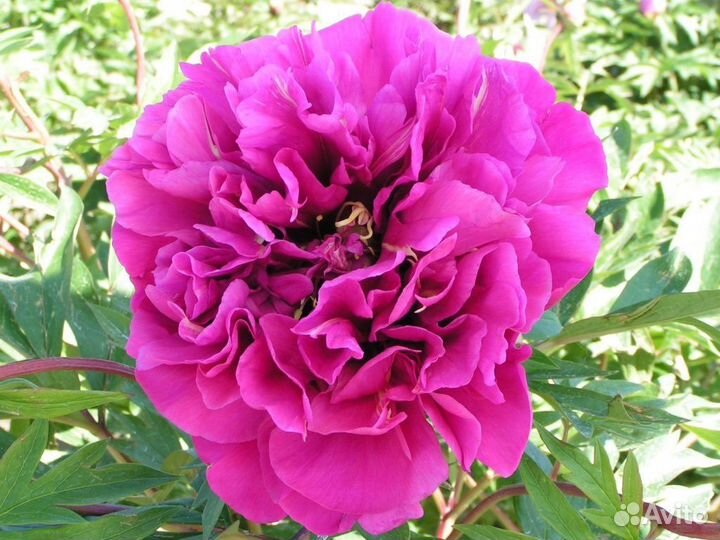 Ито пионы Поставка осень 2023