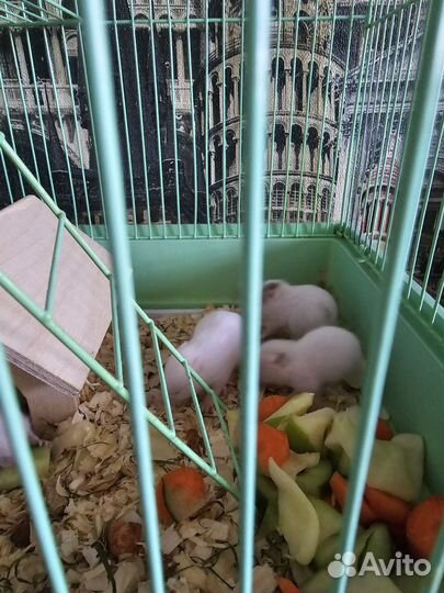 Сирийские хомячки малыши